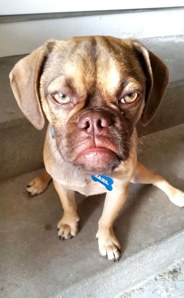 Earl The Grumpy Dog Is Here To Knock Grumpy Cat Off Her